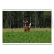 IMG_9486_1 CARD
