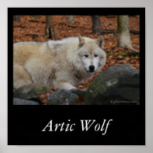 IMGP5033Articwolf, © gilbertstetson.com, Artic ... Poster