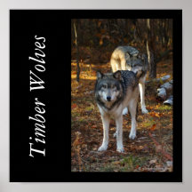 IMGP5237timberwolves, © gilbertstetson.com, Tim... Print