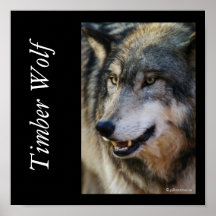IMGP5247timberwolf, Timber Wolf, © gilbertstets... Posters