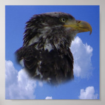 Immature Baald Eagle Posters