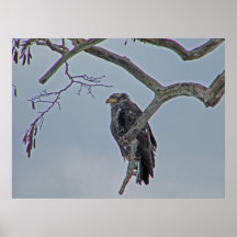Immature Bald Eagle Posters