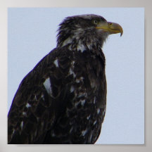 Immature Bald Eagle Posters