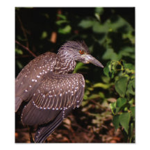 Immature Black-Crested Night Heron Photograph