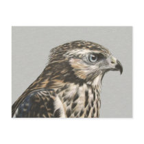 Immature Goshawk Postcard