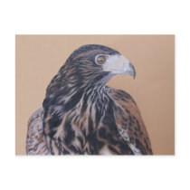 Immature Harris Hawk