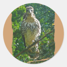 Immature Red Tailed Hawk Coordinating Items Stickers