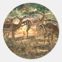 Impala Adhésifs