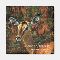 Impala antelope Aepyceros Melampus magnets