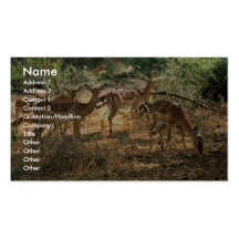 Impala Business Card Templates