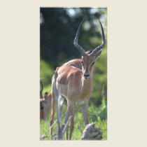 Impala photo cards