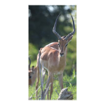 Impala Custom Photo Card