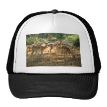 Impala Mesh Hat