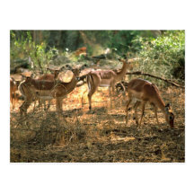 Impala Postcards