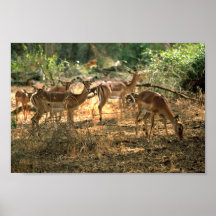Impala Posters
