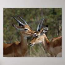 Impalas being affectionate 9 09 poster