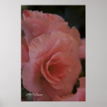 Impatiens Bloom Posters