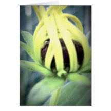 in bloom greeting card