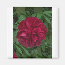 In Full Bloom Magnet