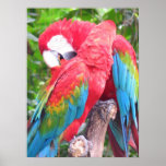 In Love Parrots Print