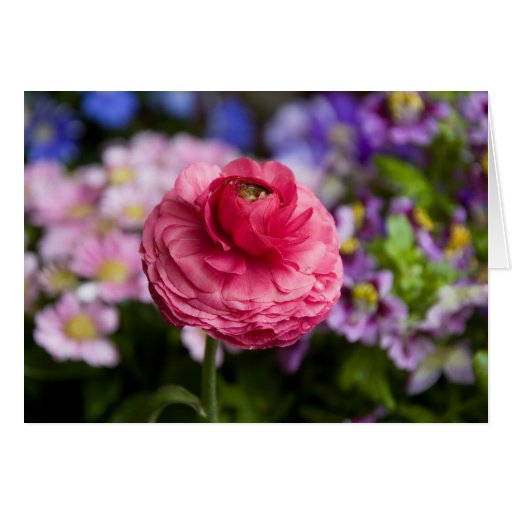 In My Garden Greeting Cards