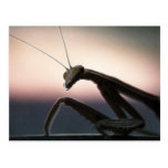 In Silhouette - Praying Mantis Post Card