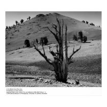 In the Bristle-Cone Pine Area by Ansel Adams posters