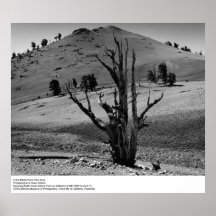 In the Bristle-Cone Pine Area by Ansel Adams Posters