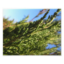 In the Details Photographic Print