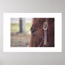 In the Eye of a Horse Posters