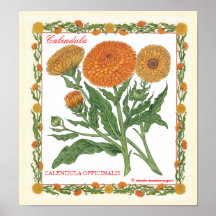 In The Garden ~ Calendula Poster