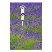 In The Lavender Fields. Photo