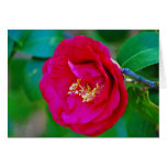 In The Red... Greeting Cards