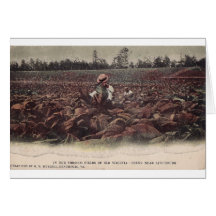 In The Tobacco Fields of Old Virginia Greeting Card
