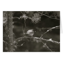 In the Woods! cards