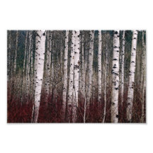 In The Woods. Photo Art