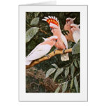 Inca Cockatoo Greeting Cards