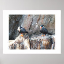 Inca terns posters