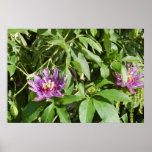 Incense Passion Flower ~Print~