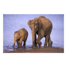 India, Nagarhole National Park. Asian elephant Art Photo
