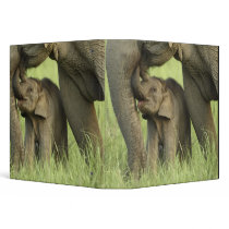 Indian / Asian Elephant and young one,Corbett 2 Binder