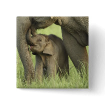 Indian / Asian Elephant and young one,Corbett 2 Pin
