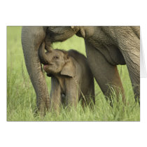 Indian / Asian Elephant and young one,Corbett 2 Cards