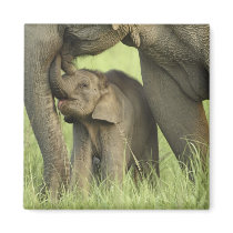 Indian / Asian Elephant and young one,Corbett 2 Refrigerator Magnets