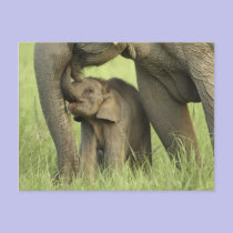 Indian / Asian Elephant and young one,Corbett 2 postcards