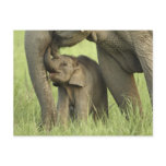 Indian / Asian Elephant and young one,Corbett 2 Post Cards