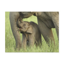 Indian / Asian Elephant and young one,Corbett 2 Post Cards