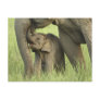 Indian / Asian Elephant and young one,Corbett 2 Post Cards