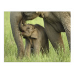 Indian / Asian Elephant and young one,Corbett 2 Post Cards