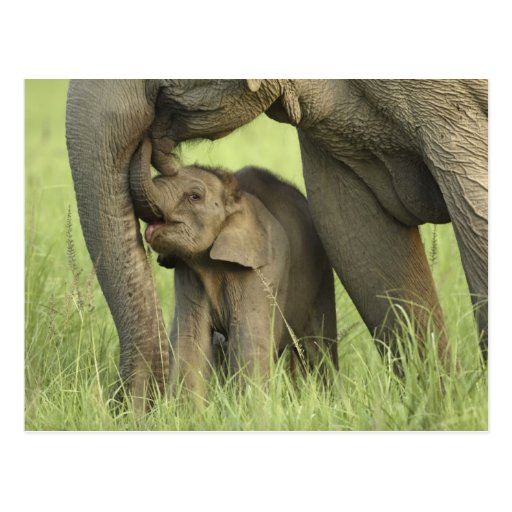 Indian / Asian Elephant and young one,Corbett 2 Post Cards